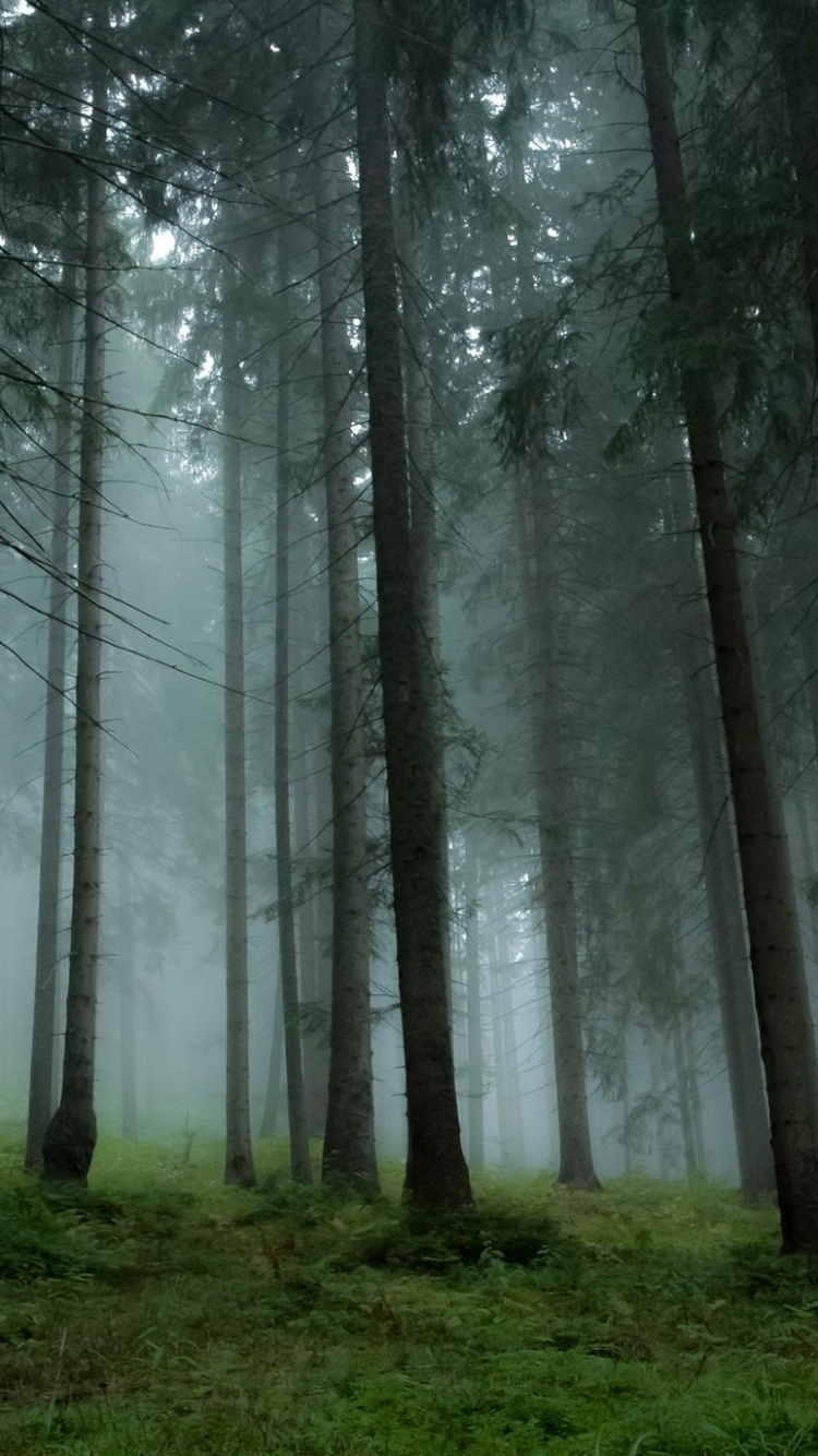 Bare Trees on Green Grass Field During Daytime. Wallpaper in 750x1334 Resolution
