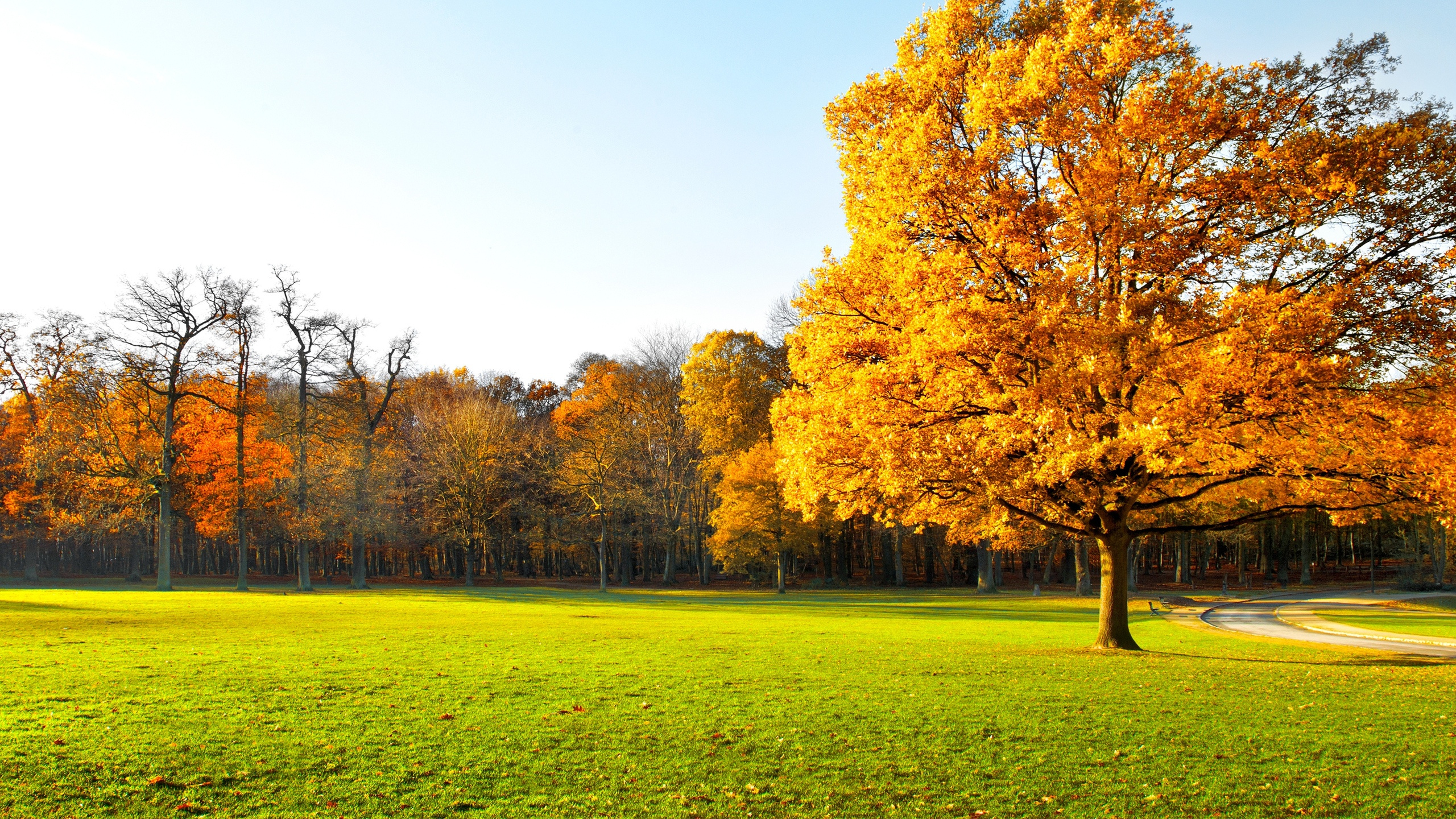 Brown Leaf Tree on Green Grass Field During Daytime. Wallpaper in 2560x1440 Resolution