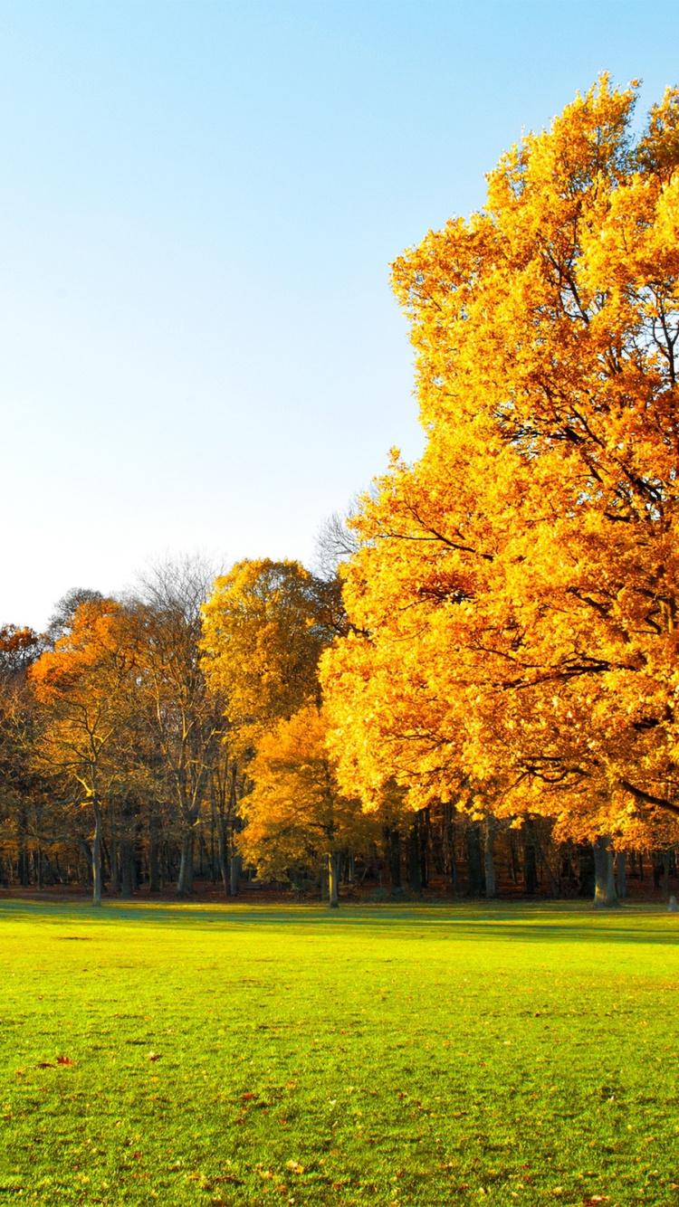 Brown Leaf Tree on Green Grass Field During Daytime. Wallpaper in 750x1334 Resolution