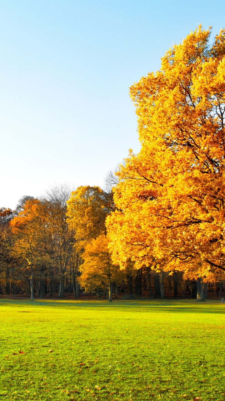 Árbol de Hoja Marrón en el Campo de Hierba Verde Durante el Día. Wallpaper in 720x1280 Resolution