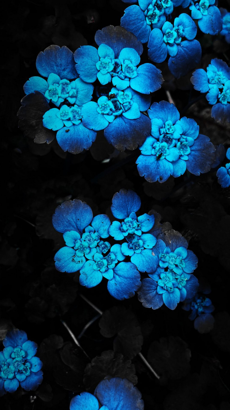 Hydrangea, Live, Blau, Wasser, Azure. Wallpaper in 750x1334 Resolution