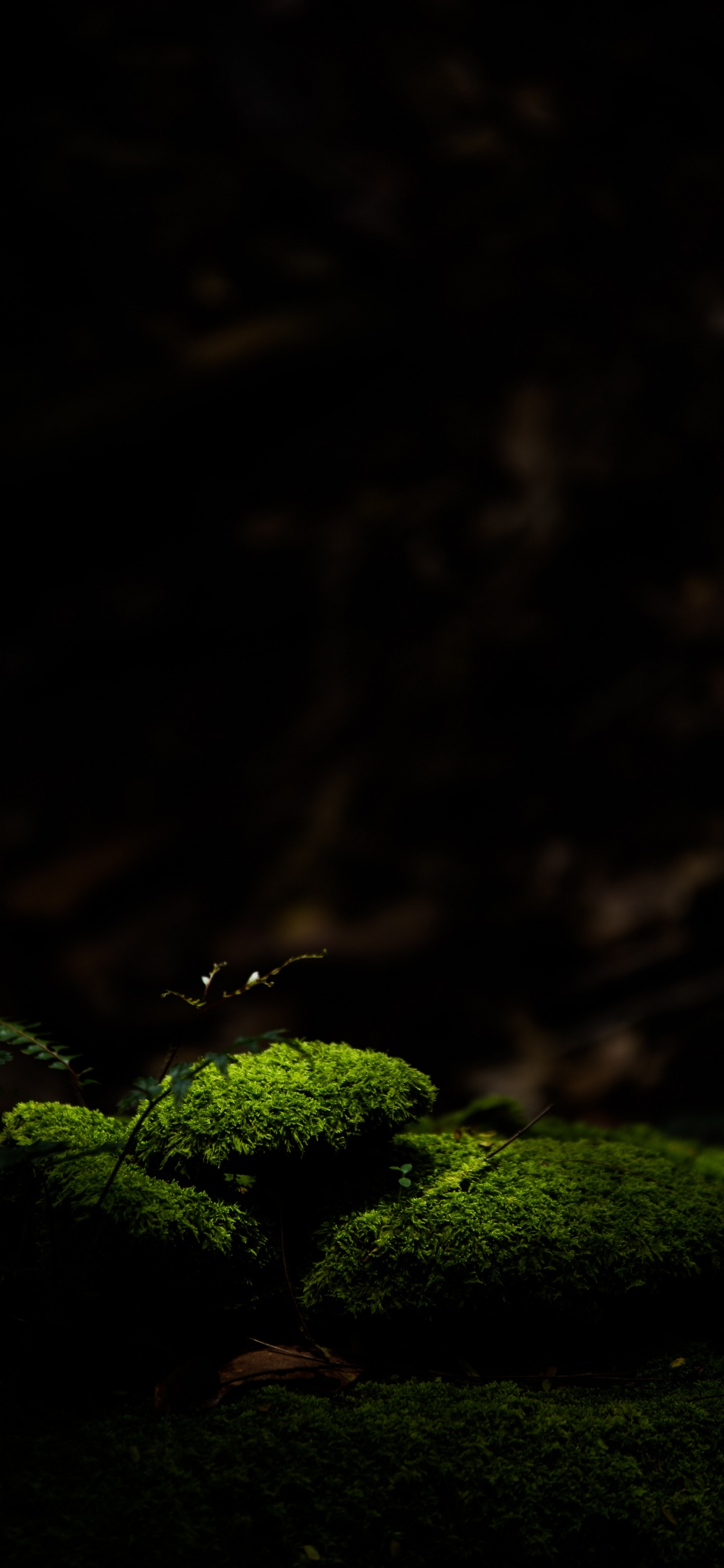 Natur, Gr, Schwarz, Licht, Nacht. Wallpaper in 1125x2436 Resolution
