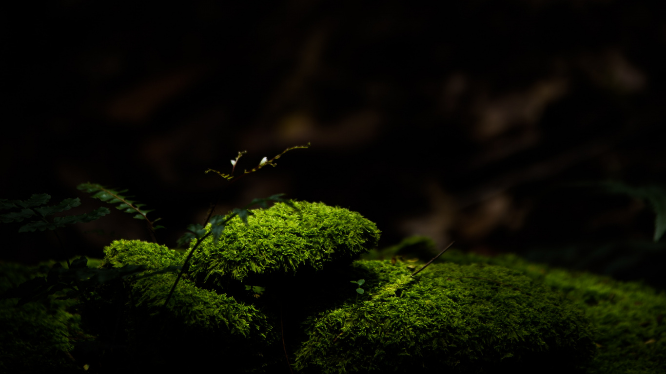 Nature, Green, Noir, Lumière, Obscurité. Wallpaper in 1366x768 Resolution
