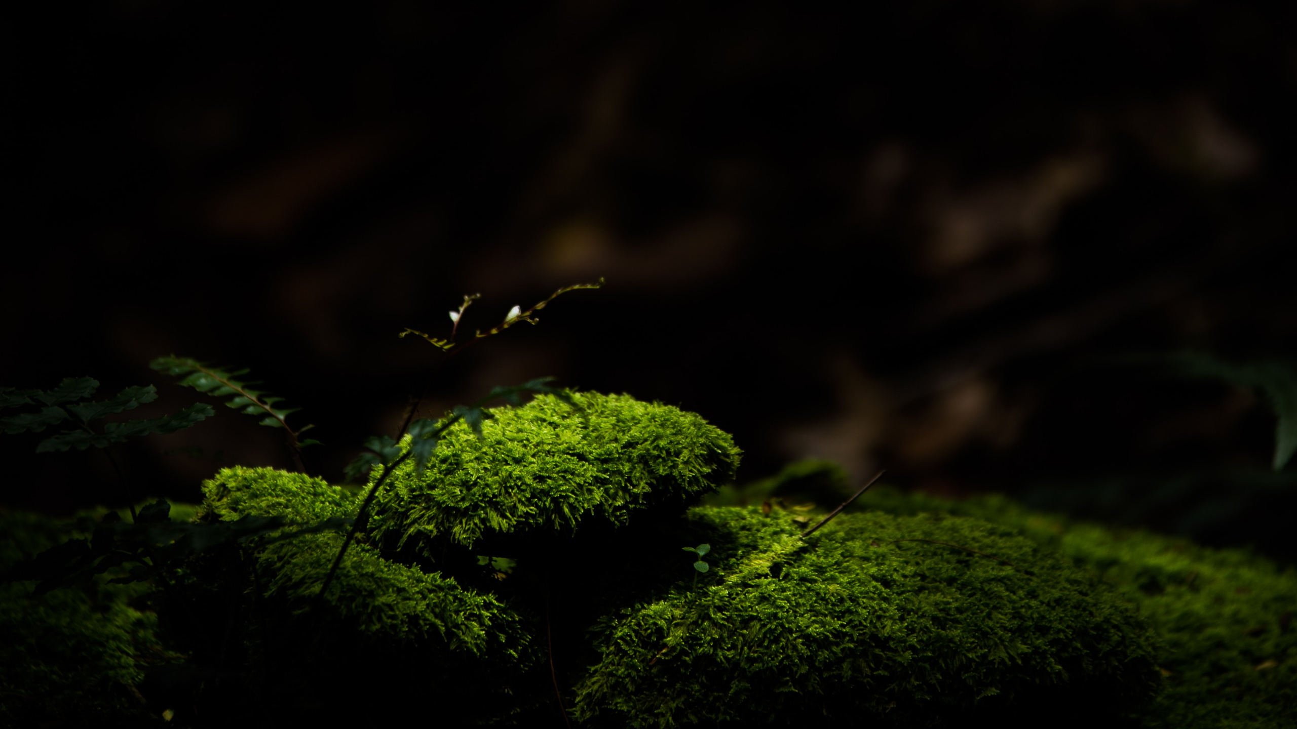 Nature, Green, Noir, Lumière, Obscurité. Wallpaper in 2560x1440 Resolution