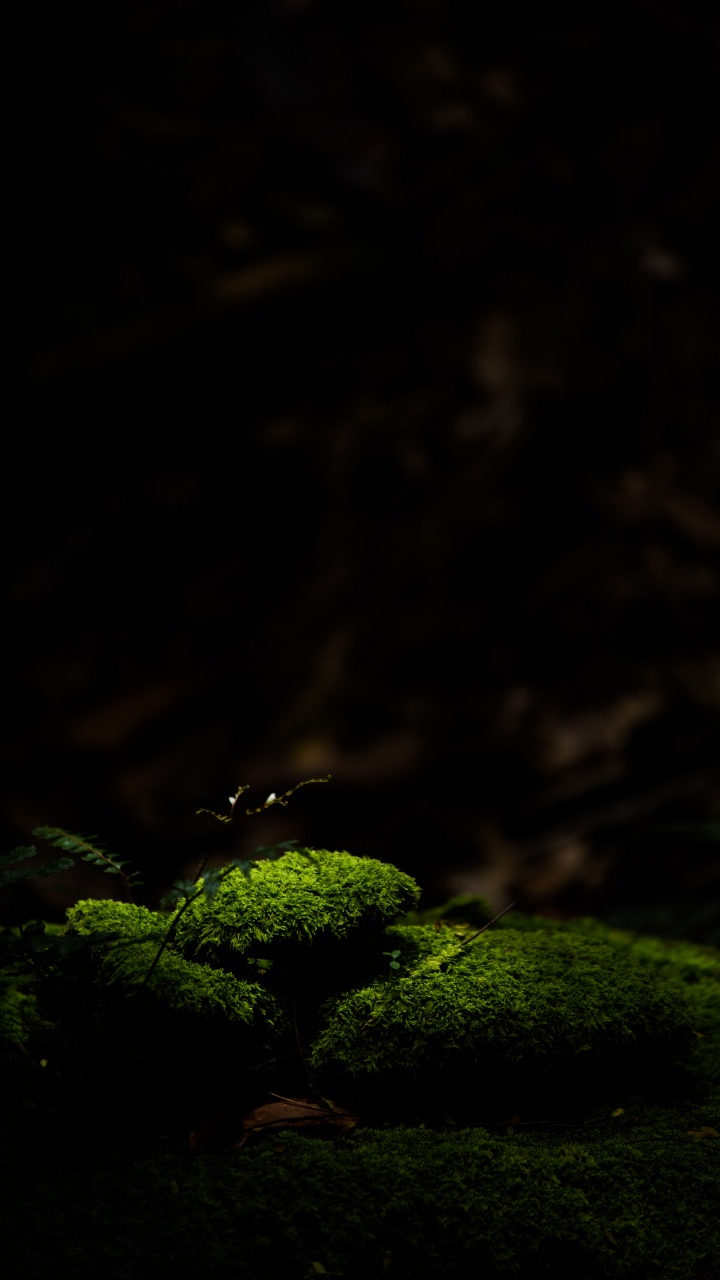 Nature, Green, Noir, Lumière, Obscurité. Wallpaper in 720x1280 Resolution