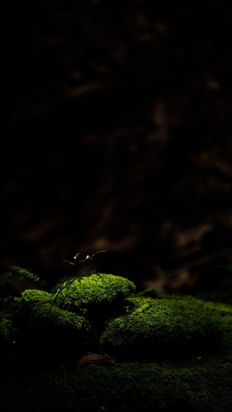 Naturaleza, Verde, Negro, Luz, Memorias de Medianoche. Wallpaper in 750x1334 Resolution