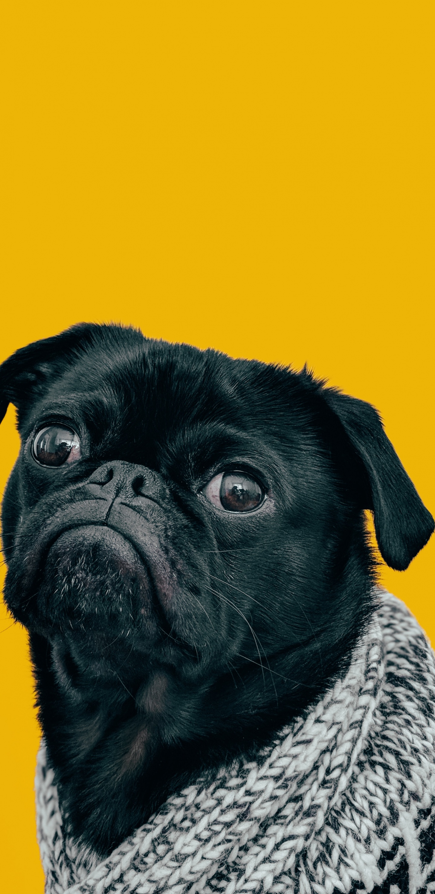 Chien, Great Dane, Chien Carlin, Carlin, Bulldog. Wallpaper in 1440x2960 Resolution