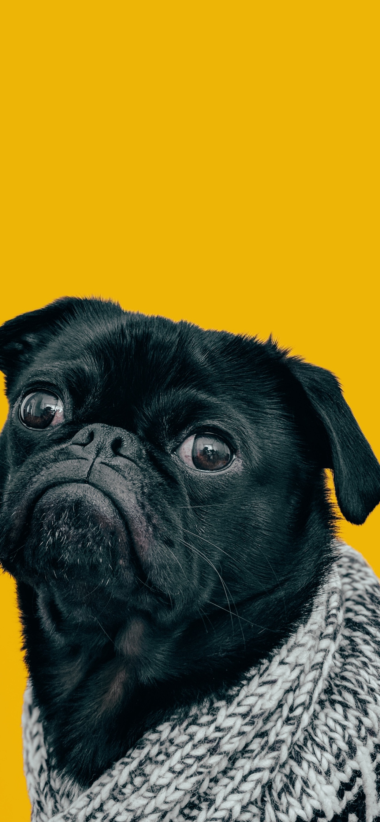 Dog, Great Dane, Dog Pug, Pug, Bulldog. Wallpaper in 1242x2688 Resolution