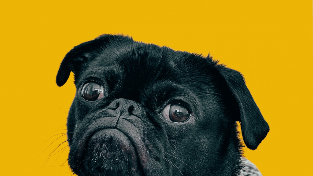 Hund, Dogge, Hund Mops, Mops, Bulldogge. Wallpaper in 1280x720 Resolution