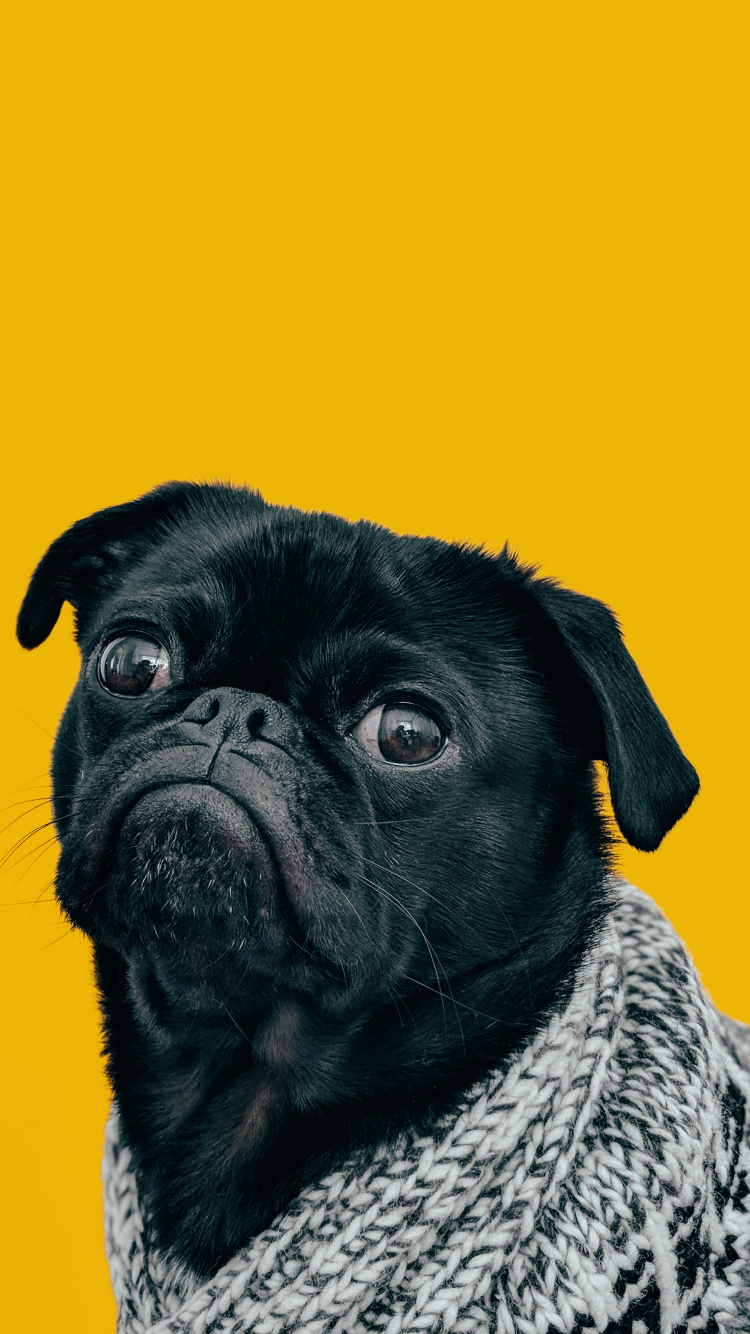 Hund, Dogge, Hund Mops, Mops, Bulldogge. Wallpaper in 750x1334 Resolution