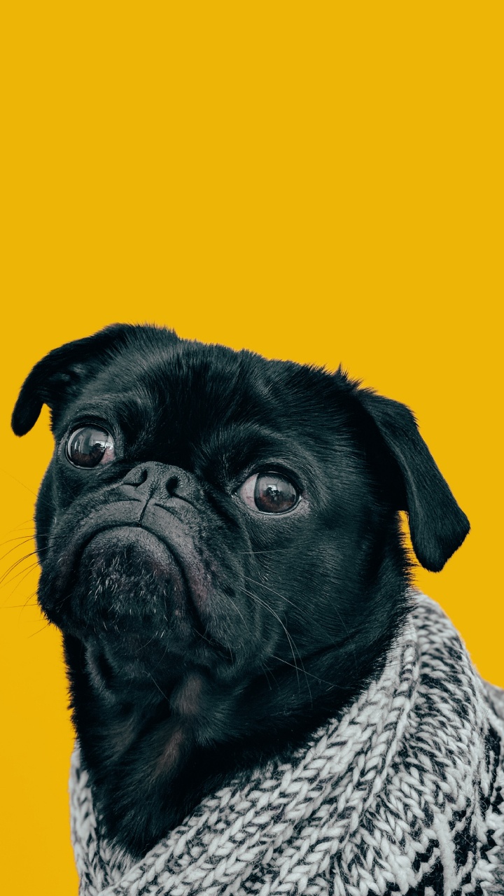 Perro, Gran Danés, Perro Pug, Pug, Bulldog. Wallpaper in 720x1280 Resolution