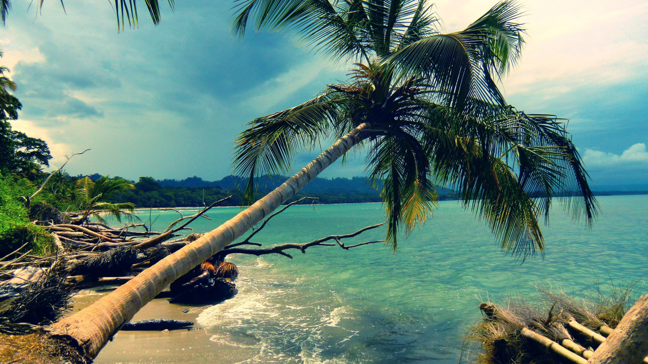 Coconut Tree on Beach During Daytime. Wallpaper in 1280x720 Resolution