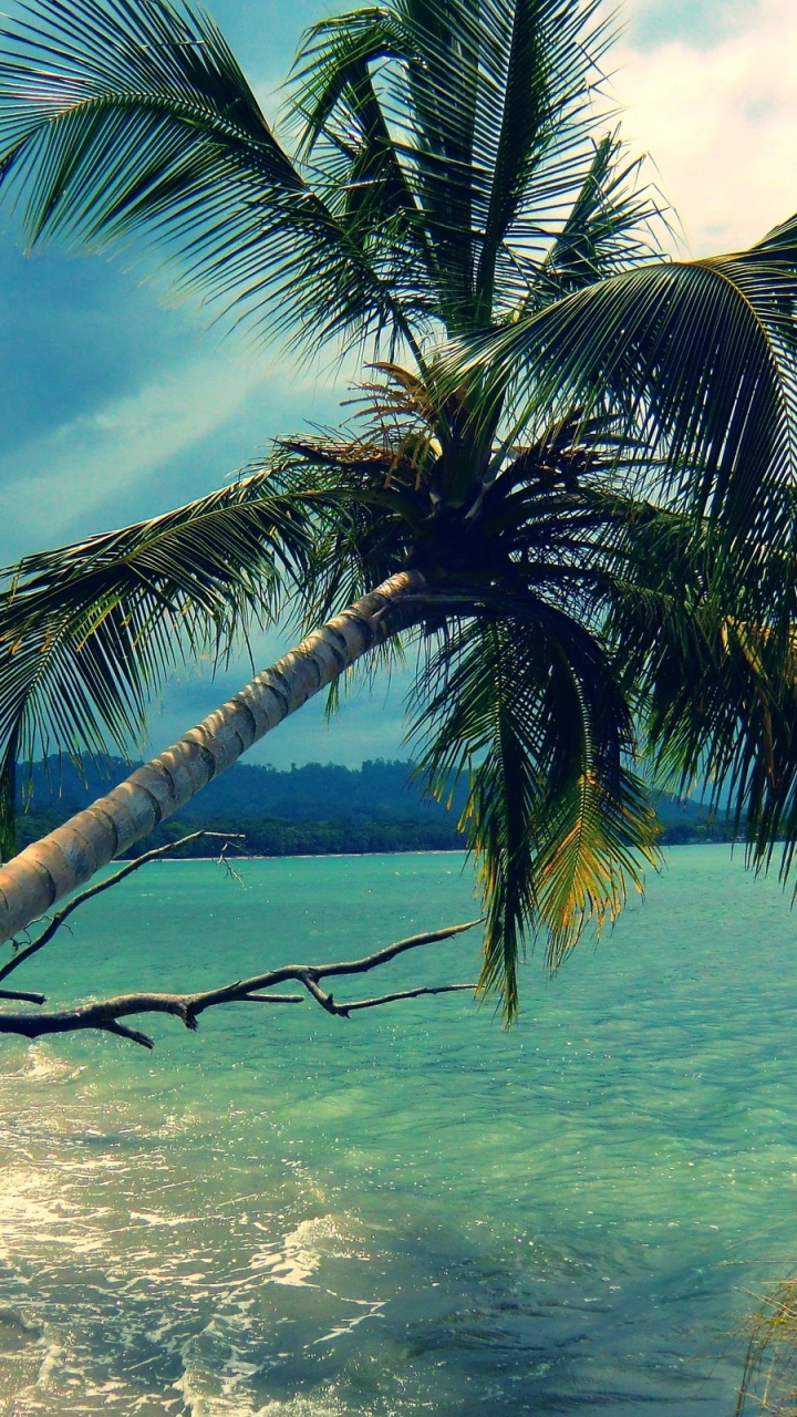 Coconut Tree on Beach During Daytime. Wallpaper in 720x1280 Resolution