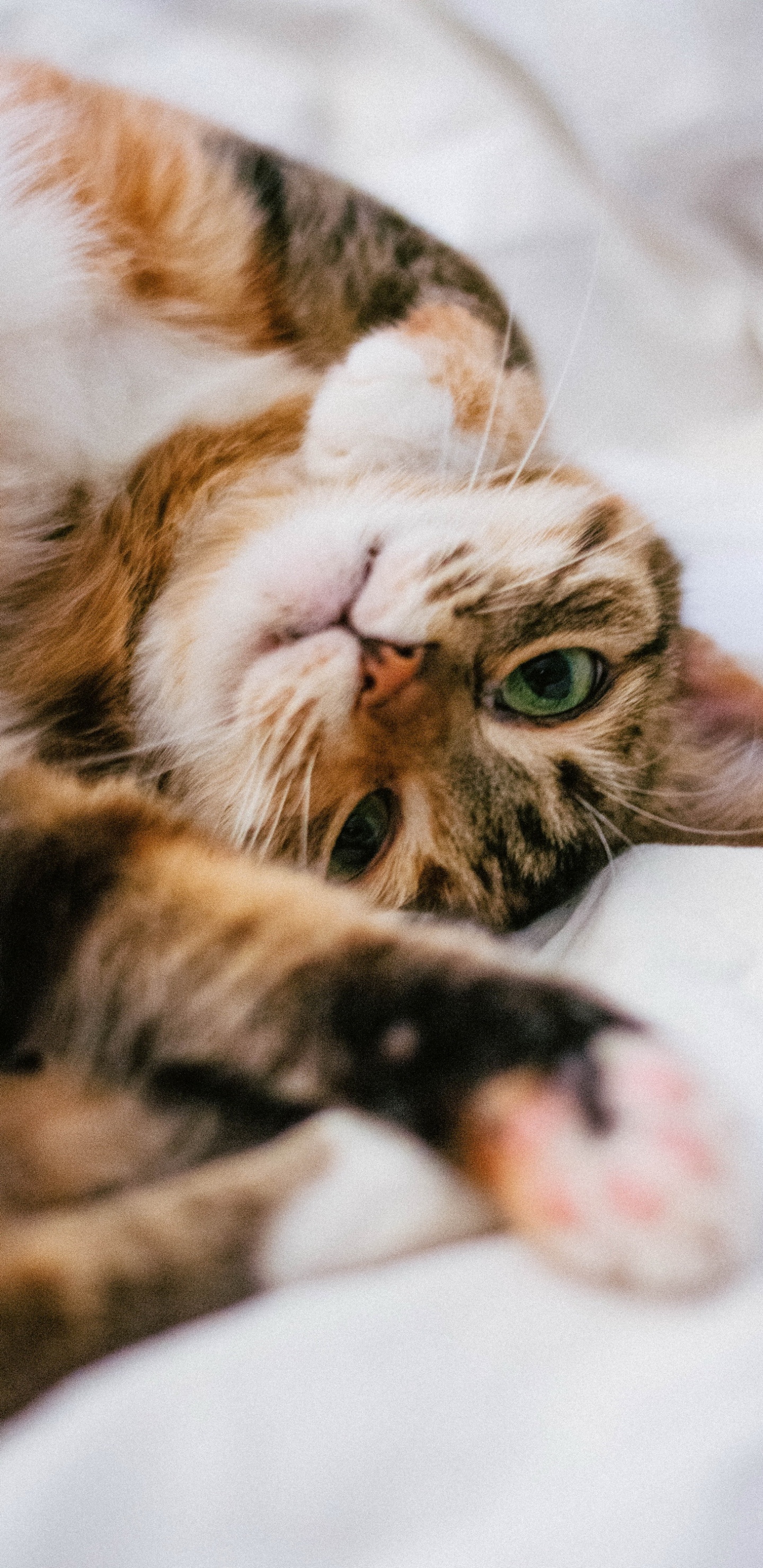 Backenbart, Katze, Auge, Felidae, Carnivore. Wallpaper in 1440x2960 Resolution