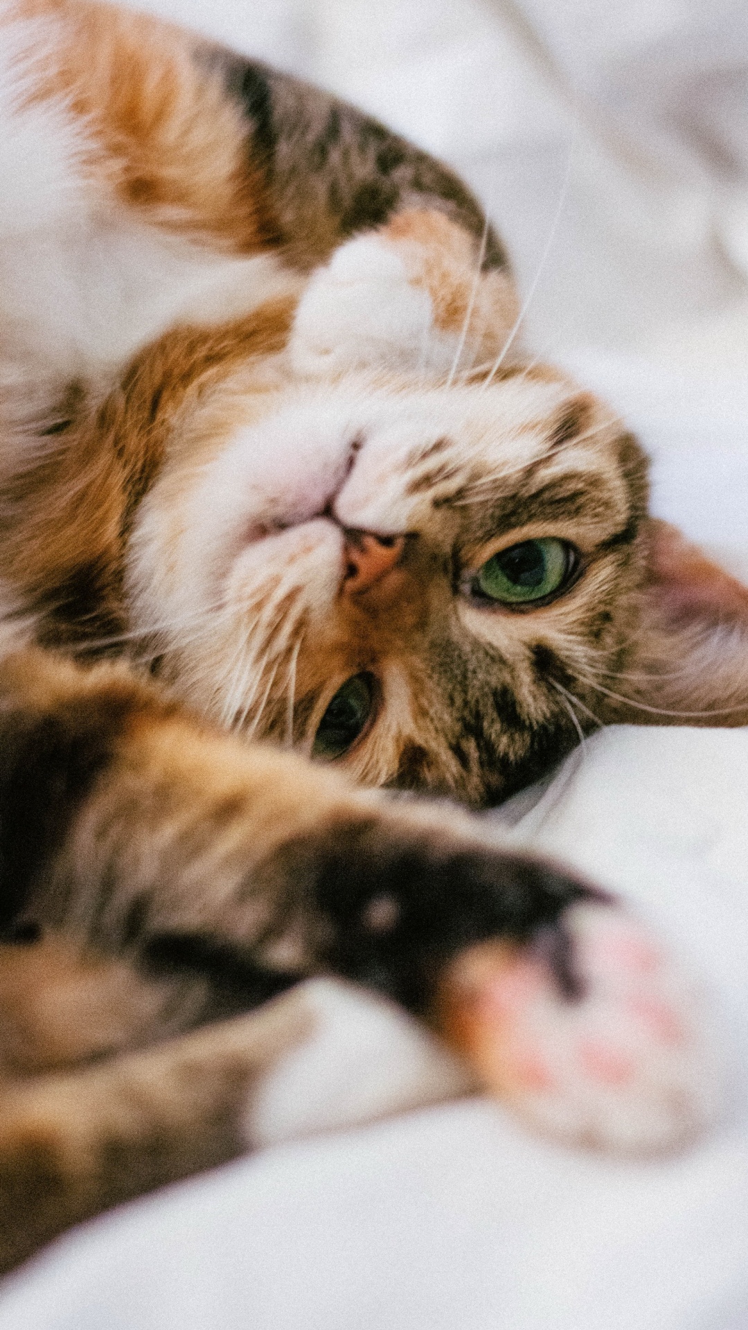 胡须, 猫科, 中小型猫, 小鹿, 陆地动物 壁纸 1080x1920 允许