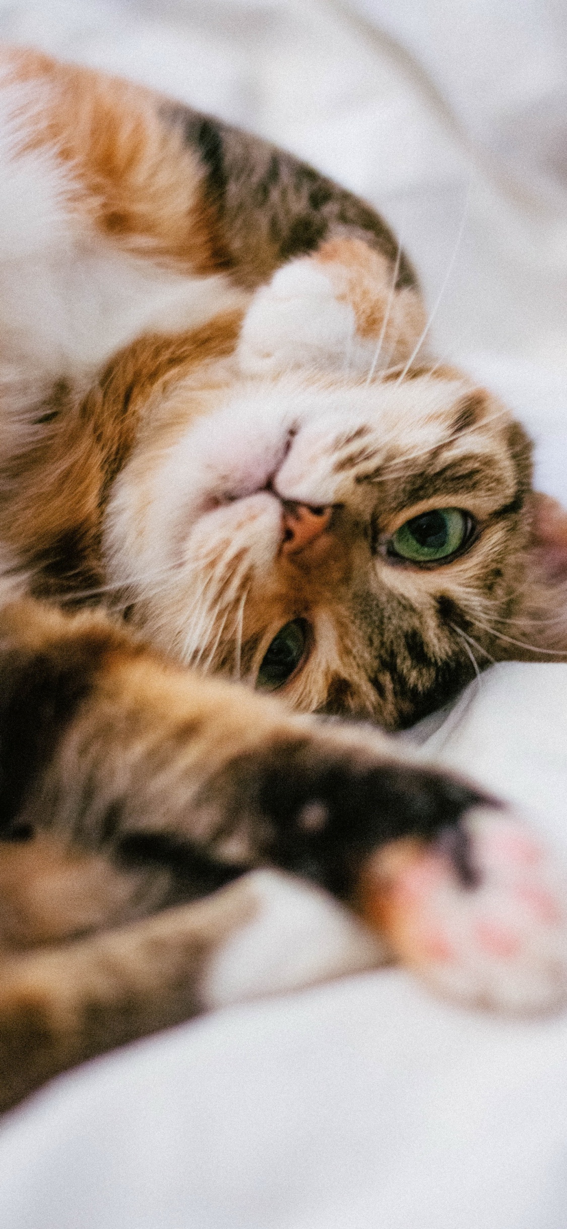 胡须, 猫科, 中小型猫, 小鹿, 陆地动物 壁纸 1125x2436 允许