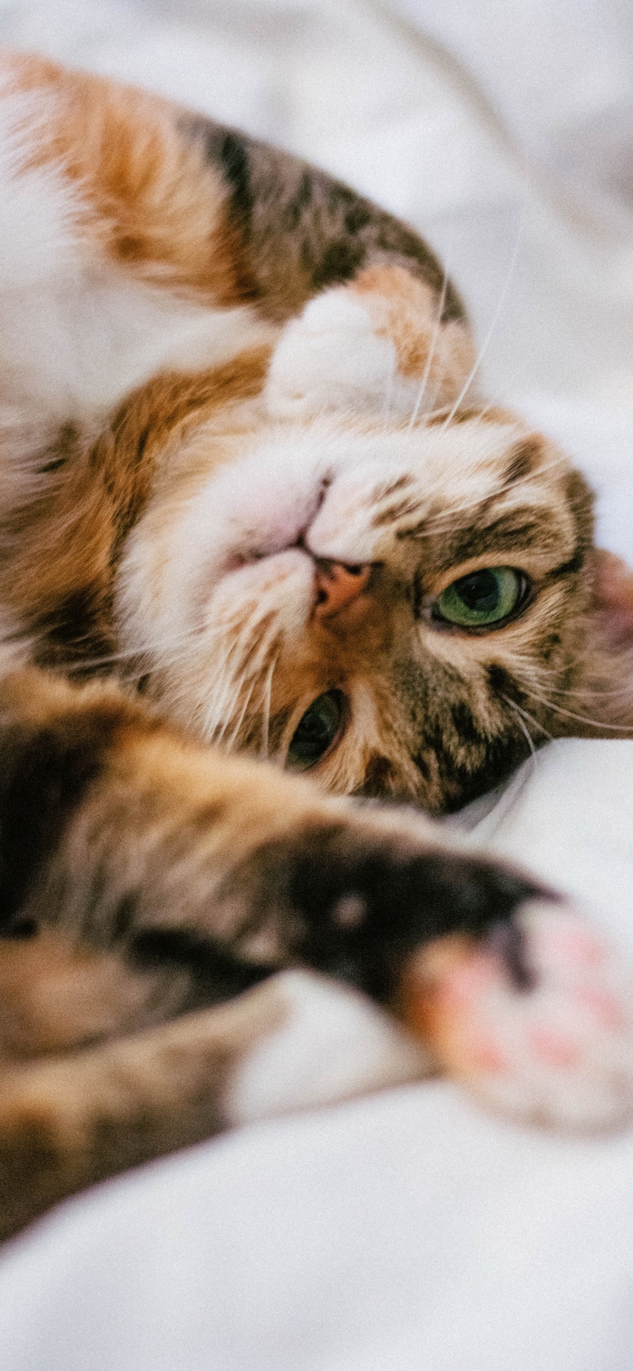 胡须, 猫科, 中小型猫, 小鹿, 陆地动物 壁纸 1242x2688 允许