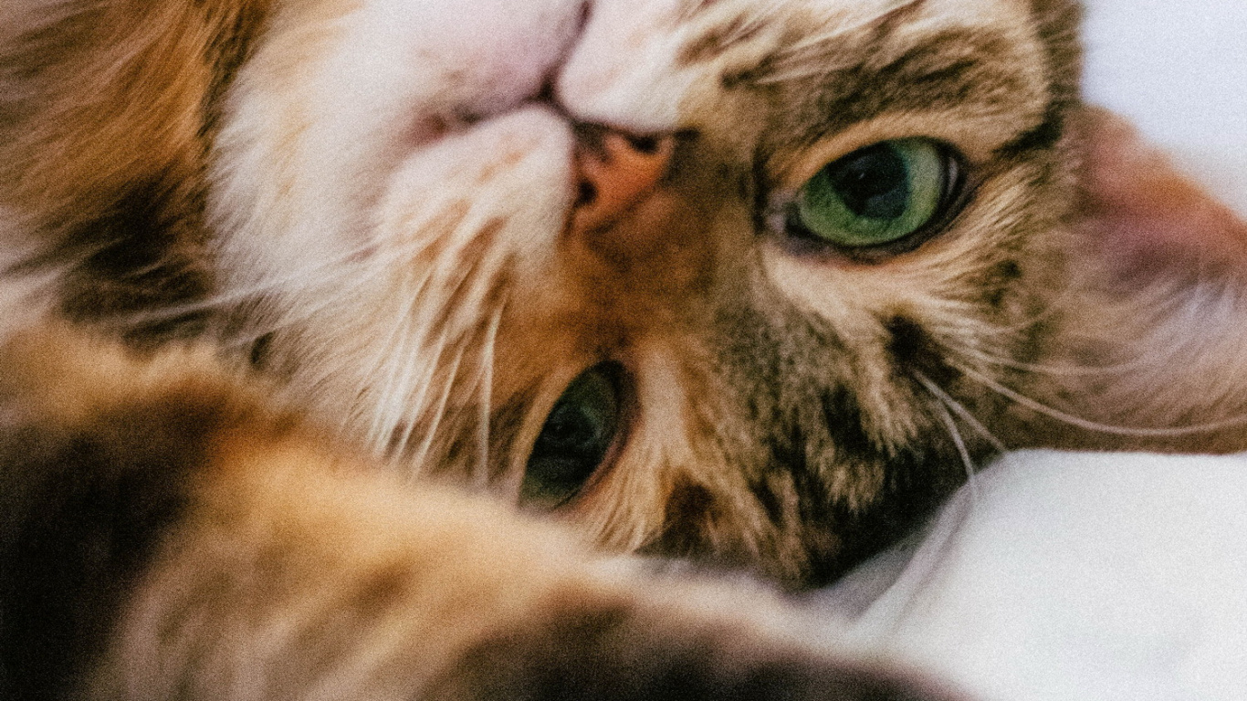 胡须, 猫科, 中小型猫, 小鹿, 陆地动物 壁纸 1366x768 允许