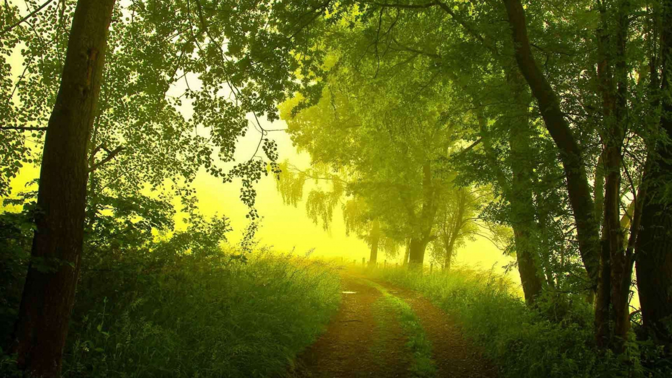 Mañana, Verano, Naturaleza, Verde, Bosque. Wallpaper in 1366x768 Resolution
