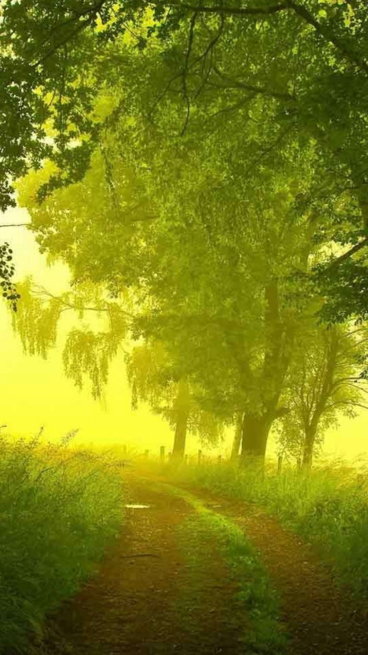 Morgen, Sommer, Natur, Gr, Wald. Wallpaper in 720x1280 Resolution