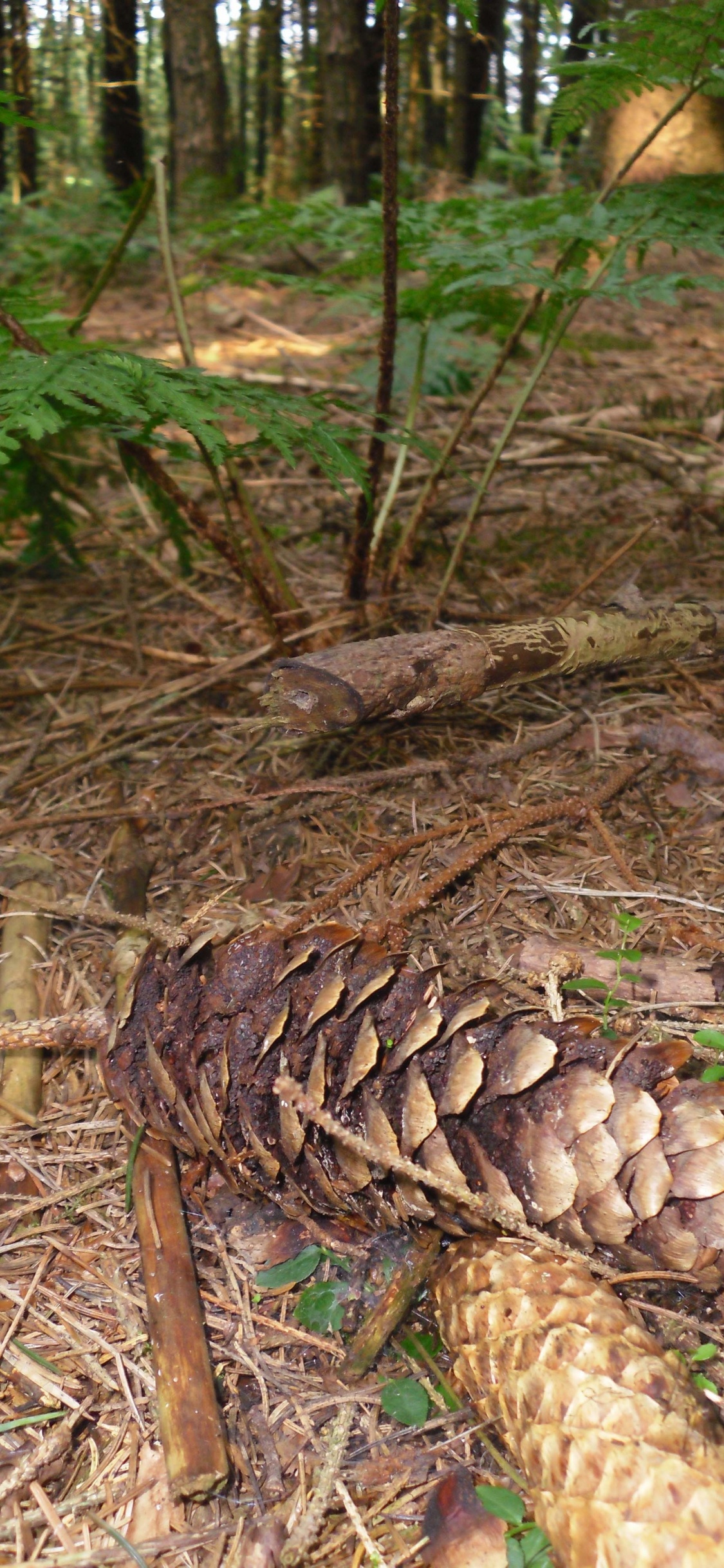 Braune Und Weiße Champignons Auf Braunen Getrockneten Blättern. Wallpaper in 1125x2436 Resolution