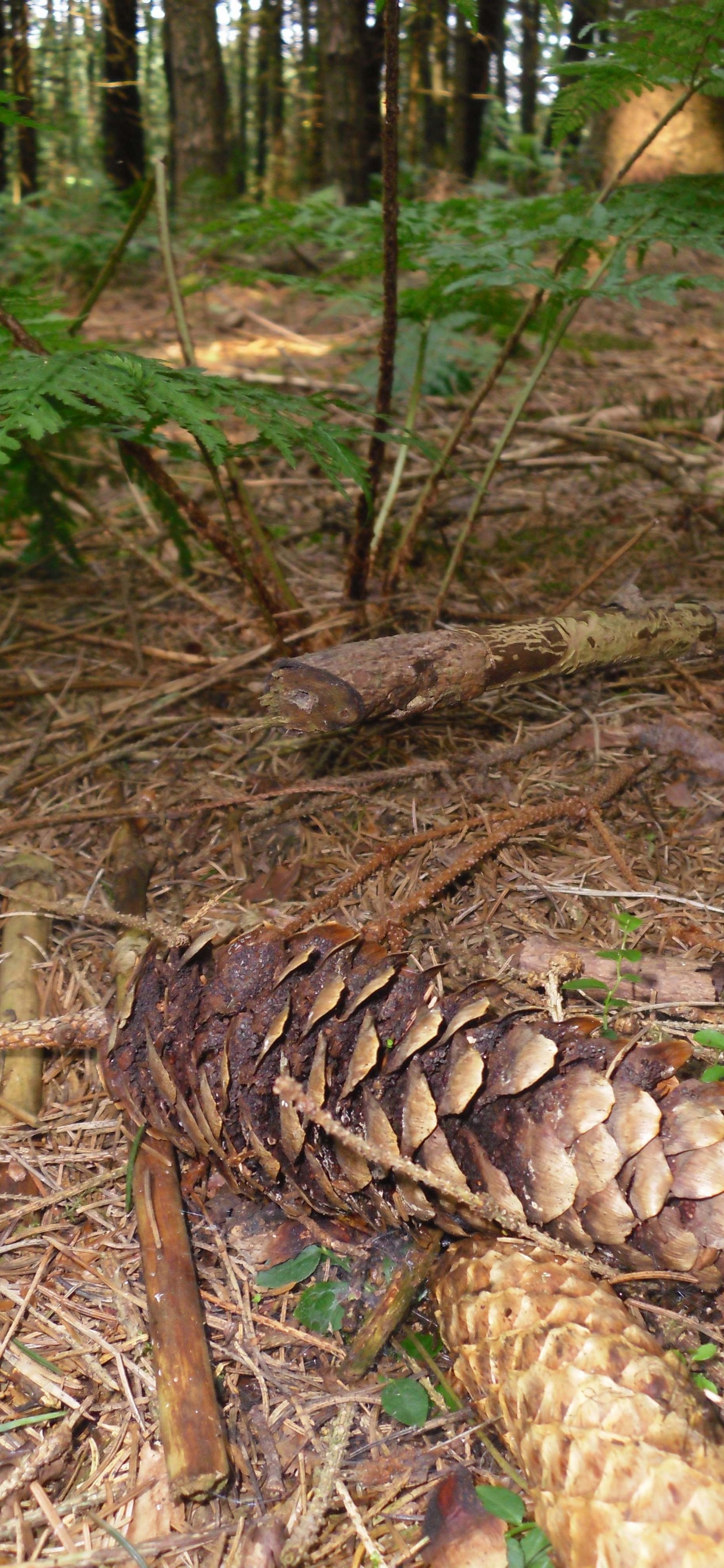 Braune Und Weiße Champignons Auf Braunen Getrockneten Blättern. Wallpaper in 1242x2688 Resolution