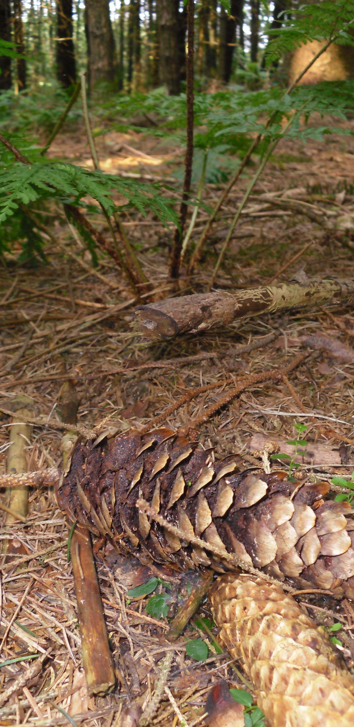 Braune Und Weiße Champignons Auf Braunen Getrockneten Blättern. Wallpaper in 1440x2960 Resolution