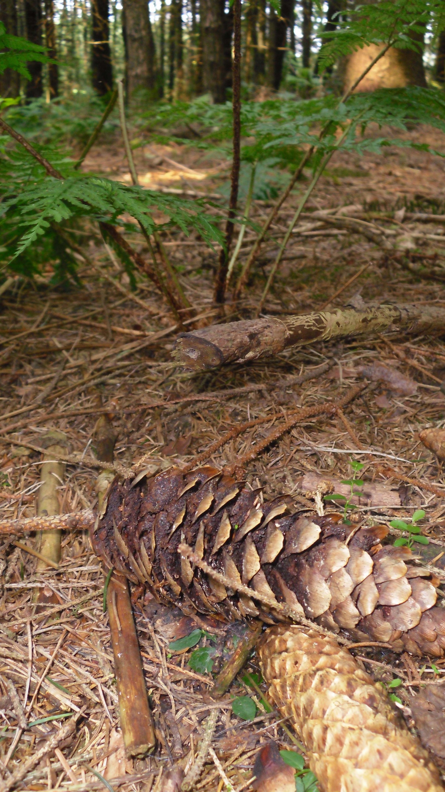 针叶树锥, 针叶树, 草, 森林, 云杉 壁纸 1440x2560 允许