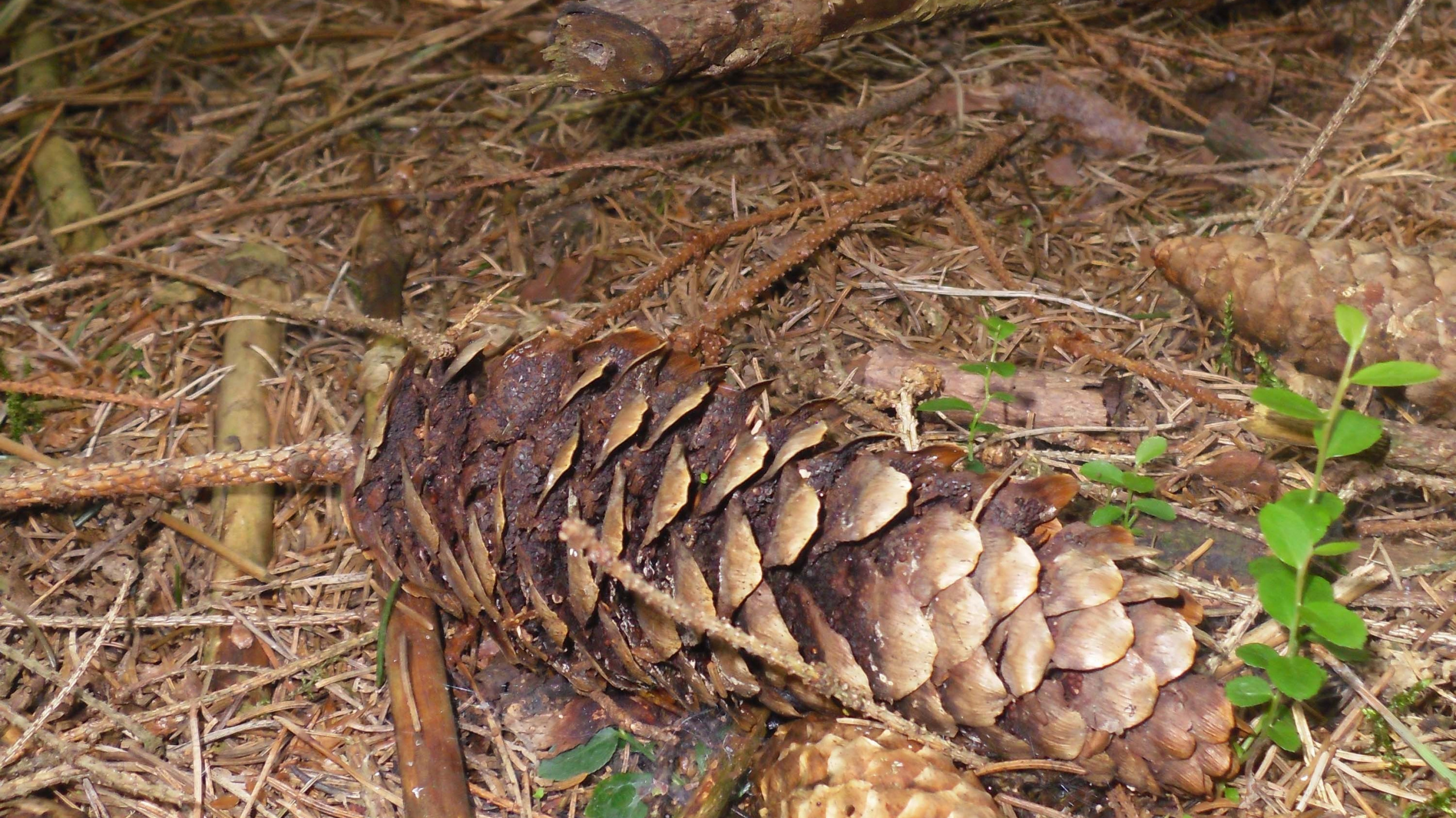 针叶树锥, 针叶树, 草, 森林, 云杉 壁纸 2560x1440 允许