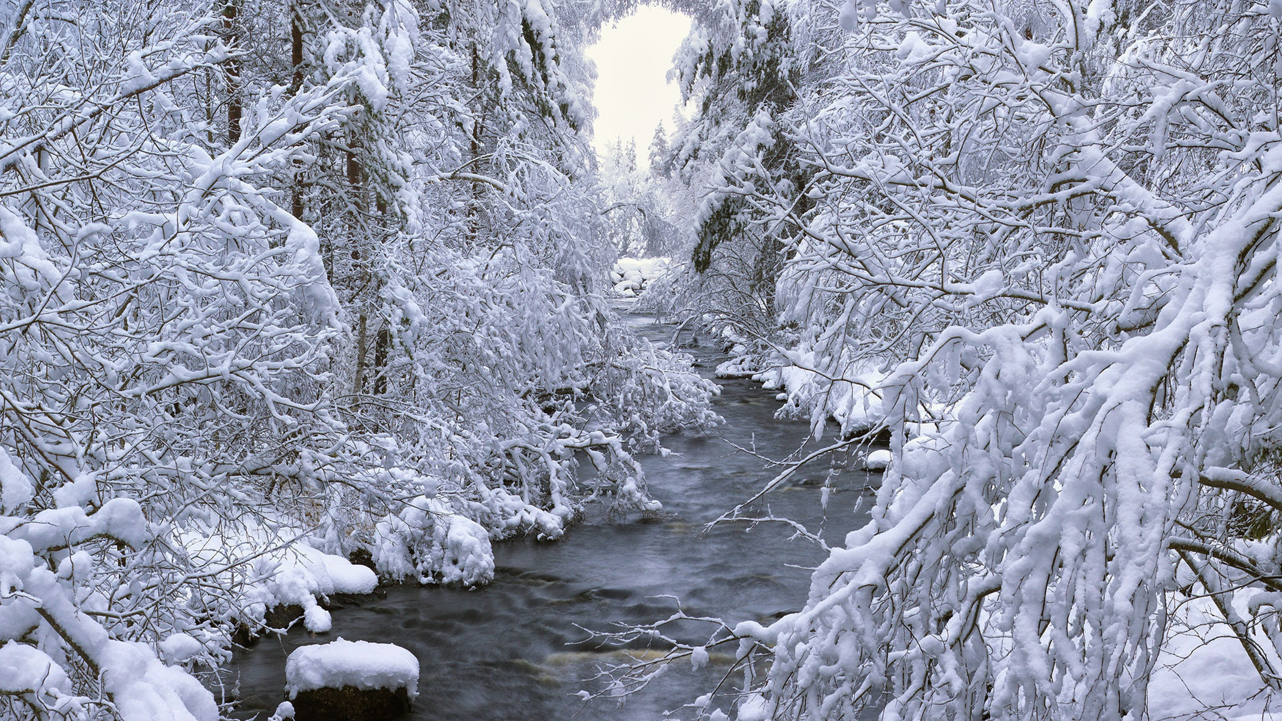 Photo en Niveaux de Gris de la Rivière Entre Les Arbres. Wallpaper in 2560x1440 Resolution