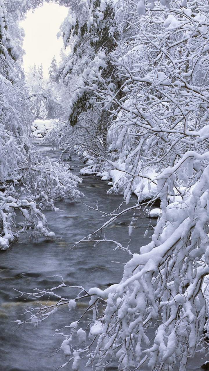 Photo en Niveaux de Gris de la Rivière Entre Les Arbres. Wallpaper in 720x1280 Resolution