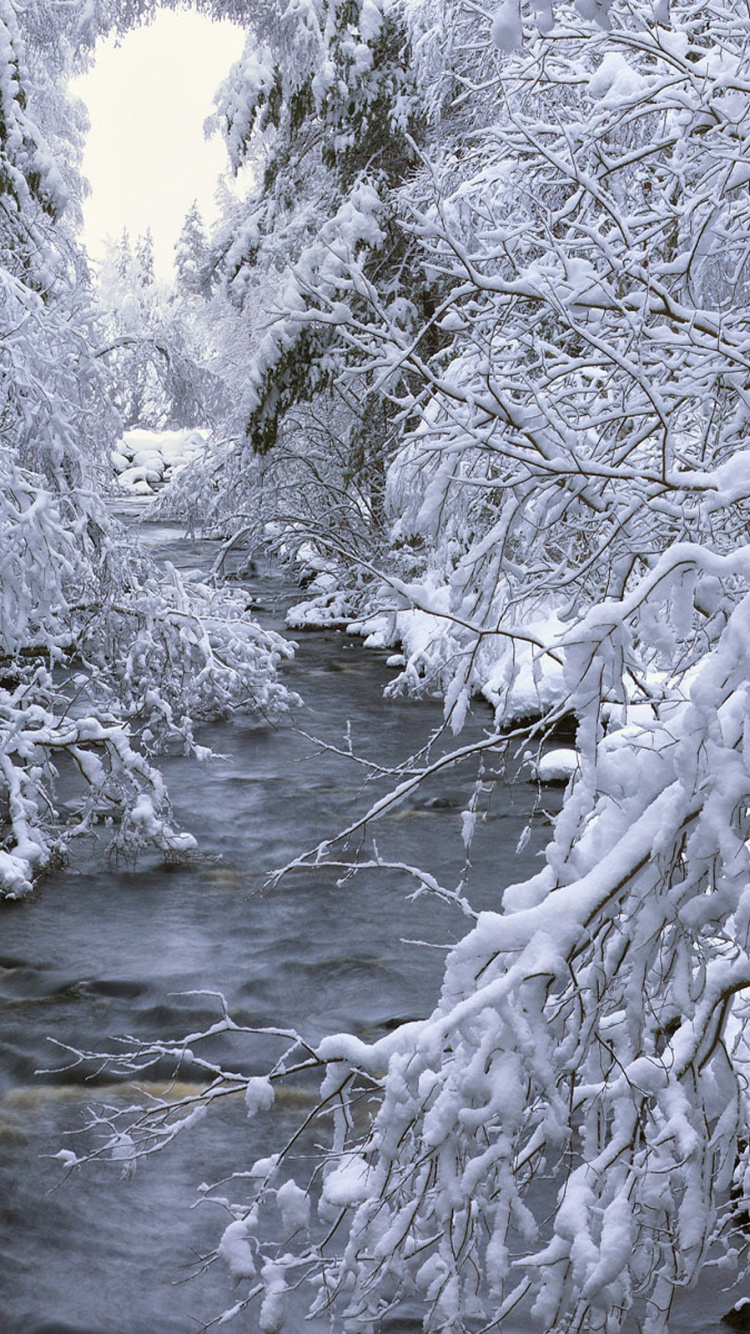 Photo en Niveaux de Gris de la Rivière Entre Les Arbres. Wallpaper in 750x1334 Resolution