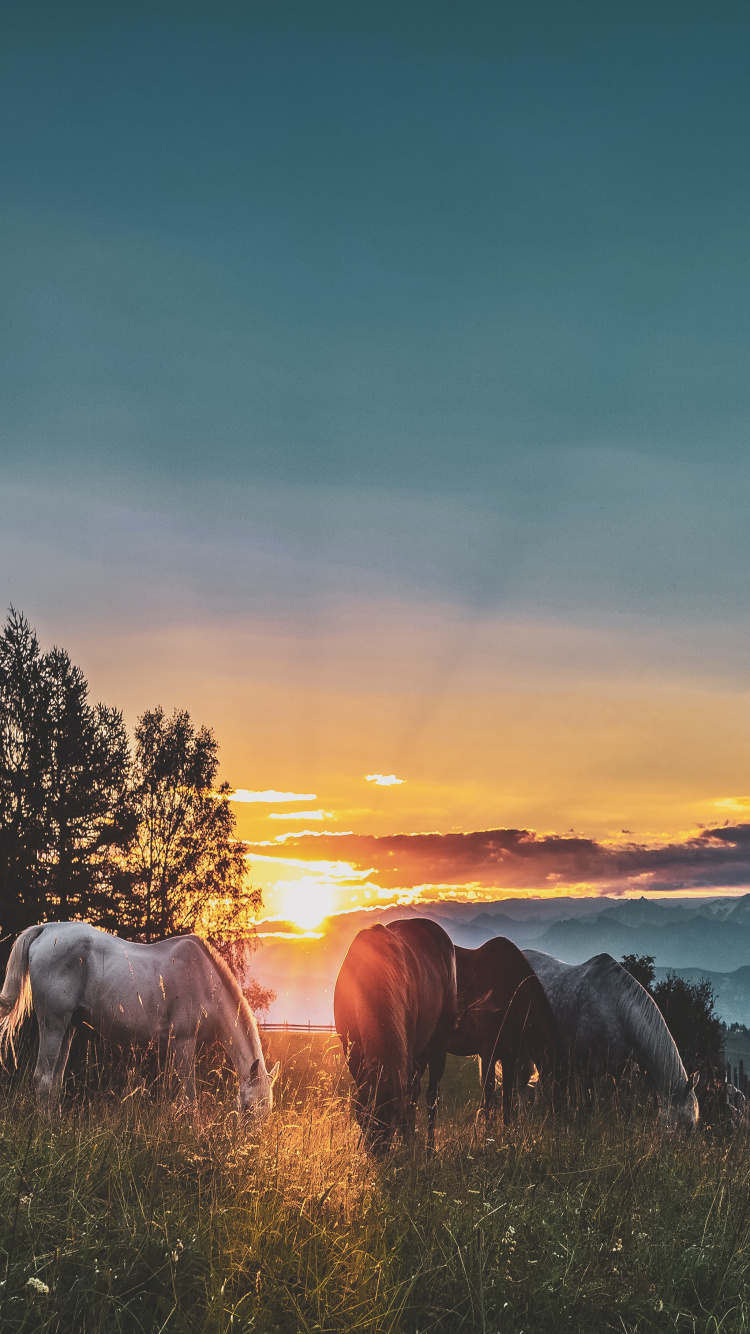 Cloud, Atmosphere, Plant, Ecoregion, Natural Landscape. Wallpaper in 750x1334 Resolution
