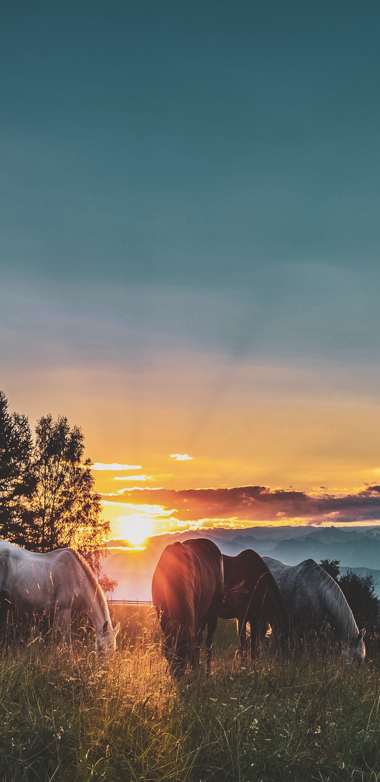 气氛, 生态区, 自然景观, 余辉, 阳光 壁纸 1440x2960 允许