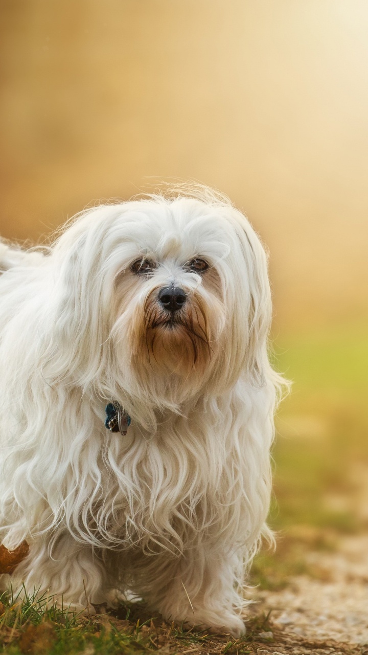 Bichon Havanais, Chiot, Maltais Chien, Race de Chien, Race. Wallpaper in 720x1280 Resolution