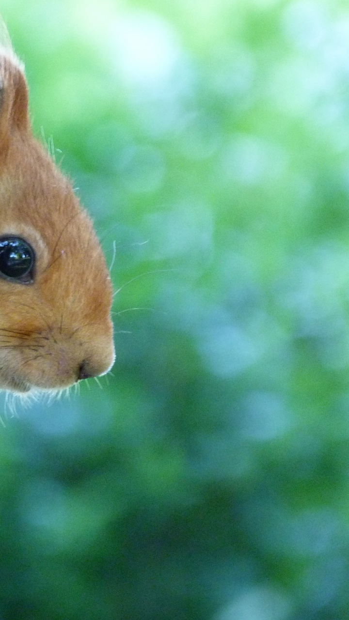 Brown Squirrel on Brown Tree Trunk. Wallpaper in 720x1280 Resolution
