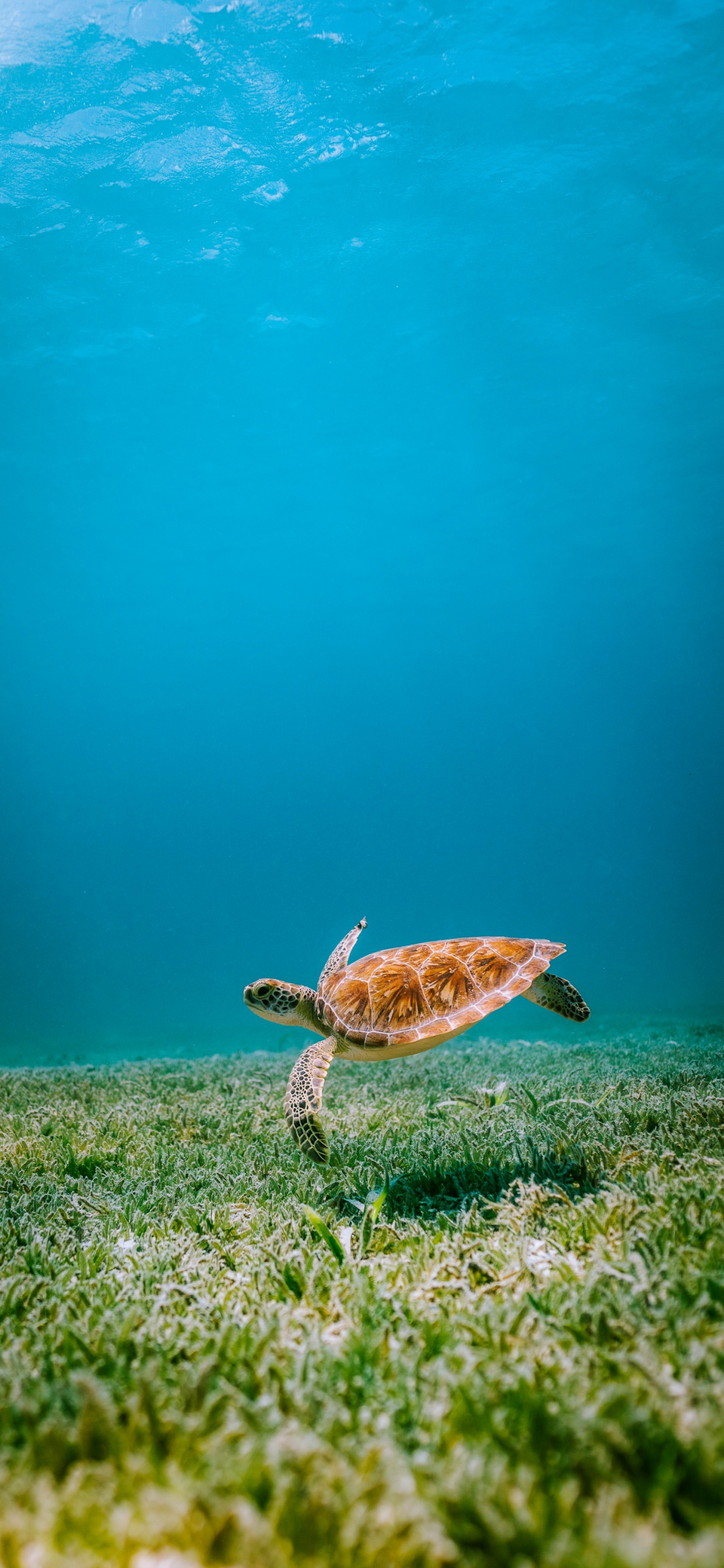 Tortues de Mer, Eau, Tortue Imbriquée, Nature, Azure. Wallpaper in 1242x2688 Resolution