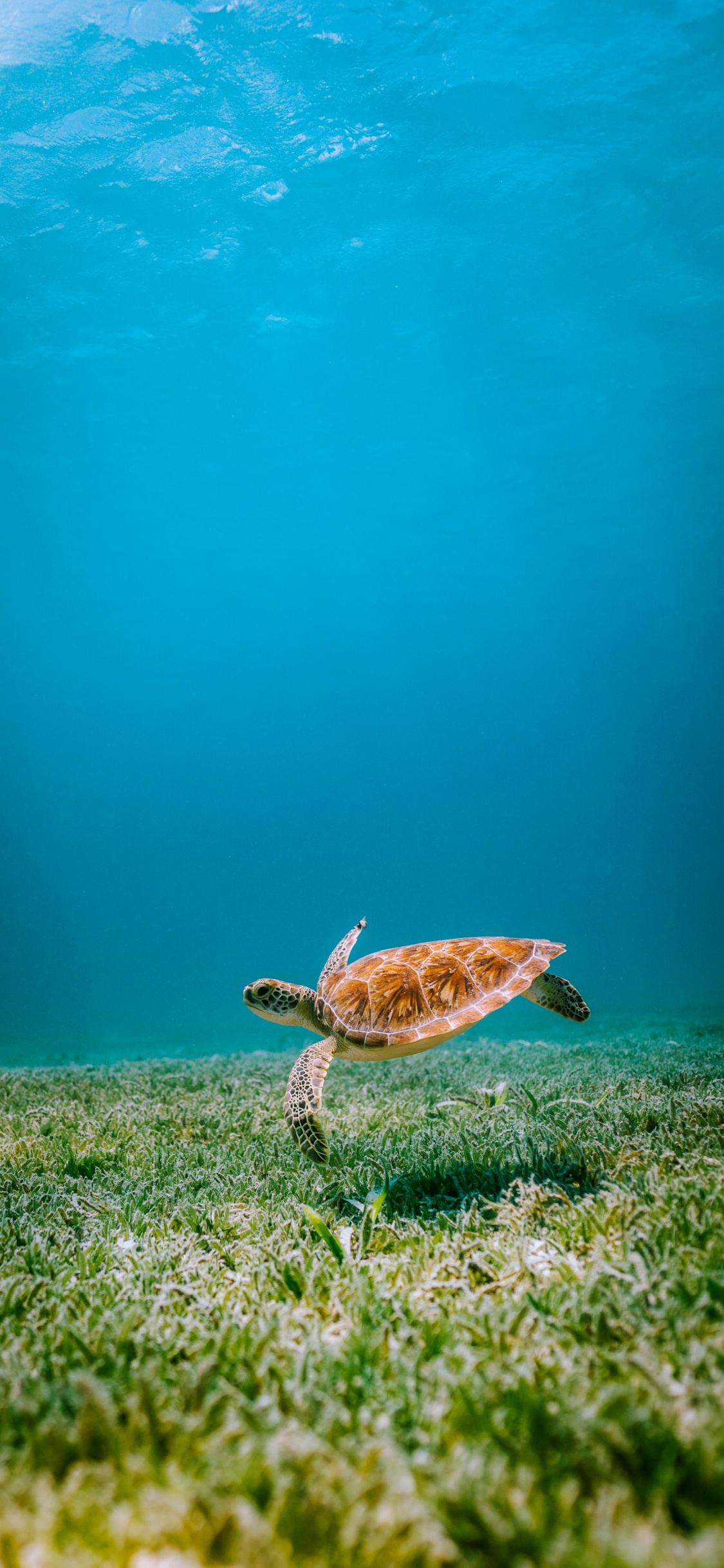 Turtles, Reptiles, Sea Turtles, Water, Hawksbill Sea Turtle. Wallpaper in 1125x2436 Resolution