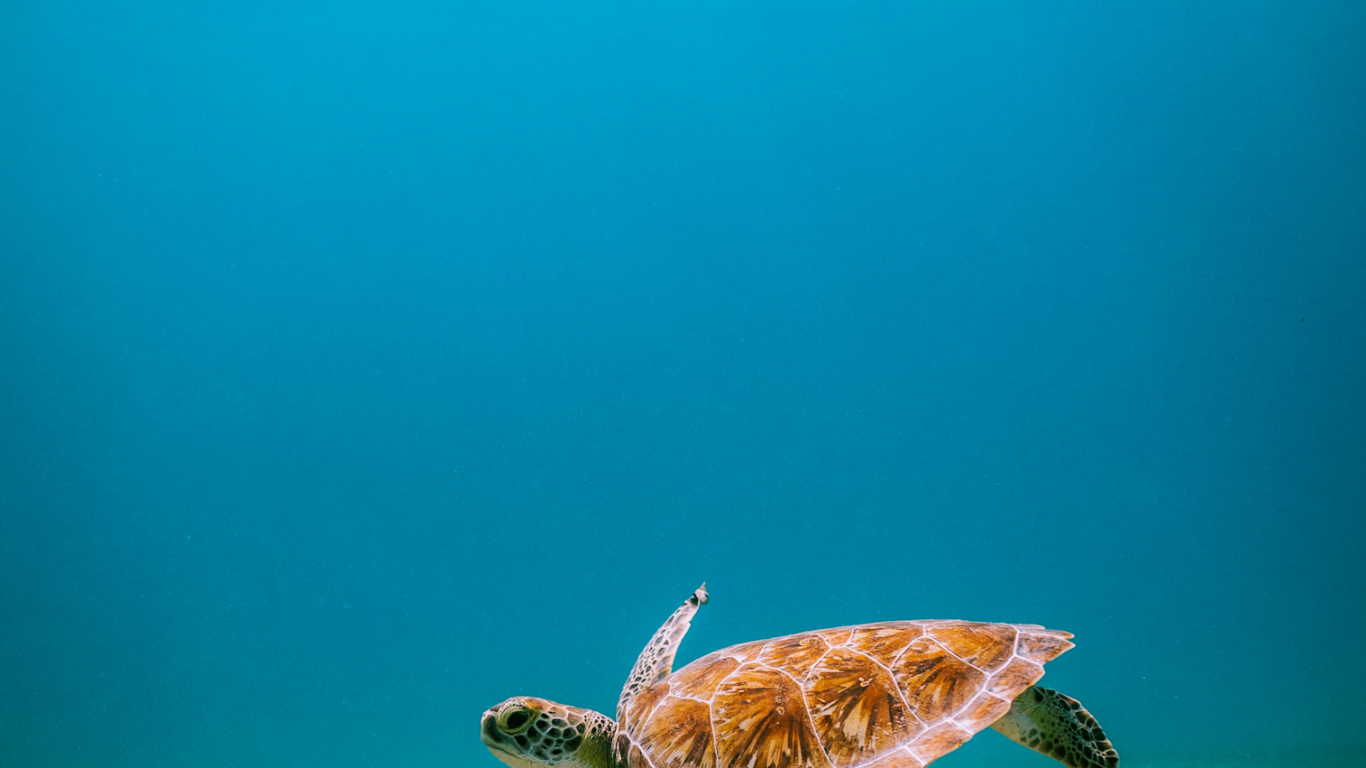 Turtles, Reptiles, Sea Turtles, Water, Hawksbill Sea Turtle. Wallpaper in 1366x768 Resolution