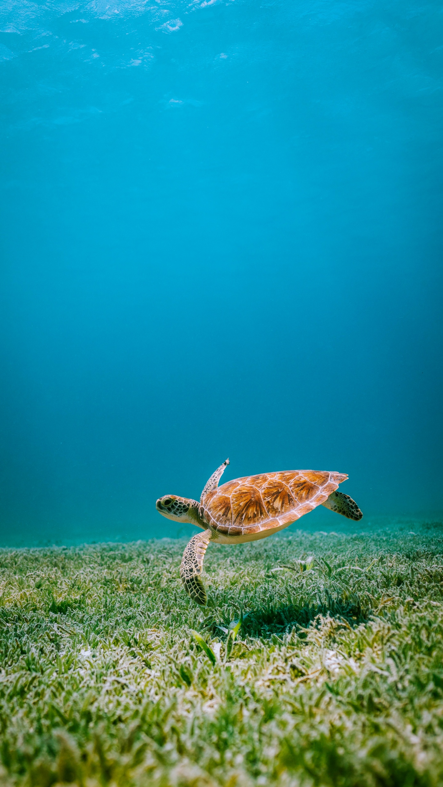 Turtles, Reptiles, Sea Turtles, Water, Hawksbill Sea Turtle. Wallpaper in 1440x2560 Resolution