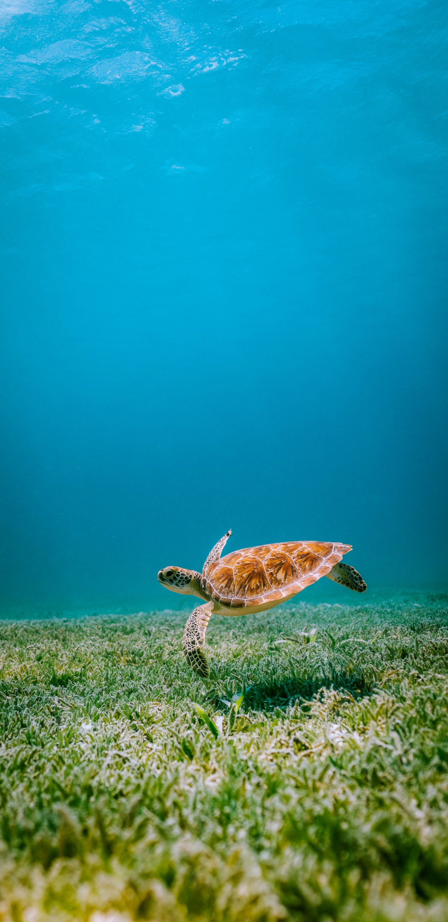 Turtles, Reptiles, Sea Turtles, Water, Hawksbill Sea Turtle. Wallpaper in 1440x2960 Resolution