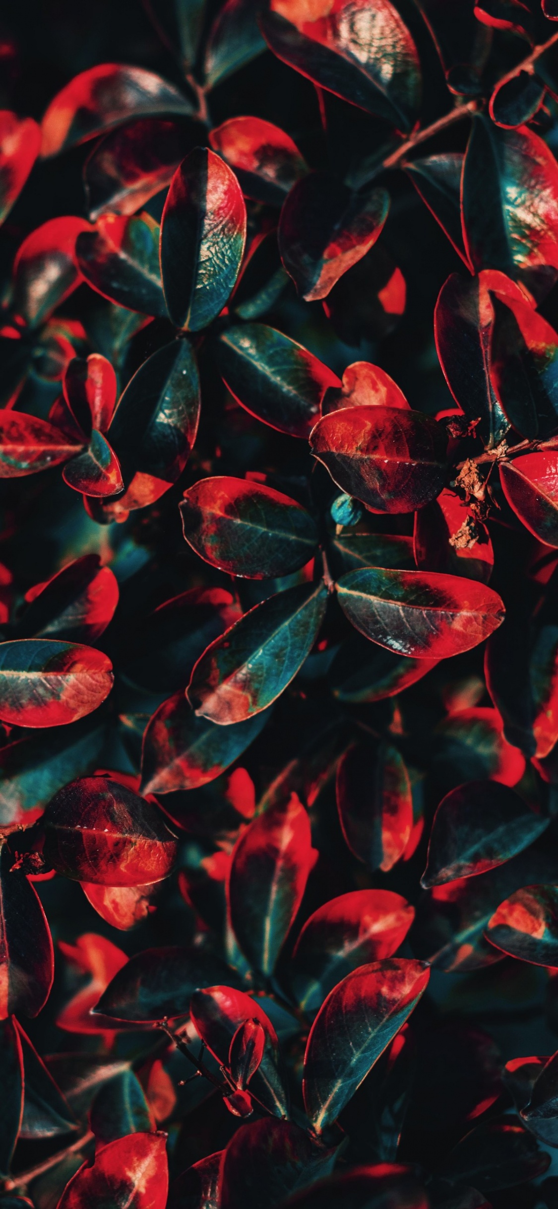 Flore, Feuille, Color, Schéma de Couleur, Red. Wallpaper in 1125x2436 Resolution