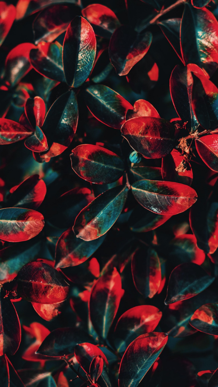 Flore, Feuille, Color, Schéma de Couleur, Red. Wallpaper in 750x1334 Resolution