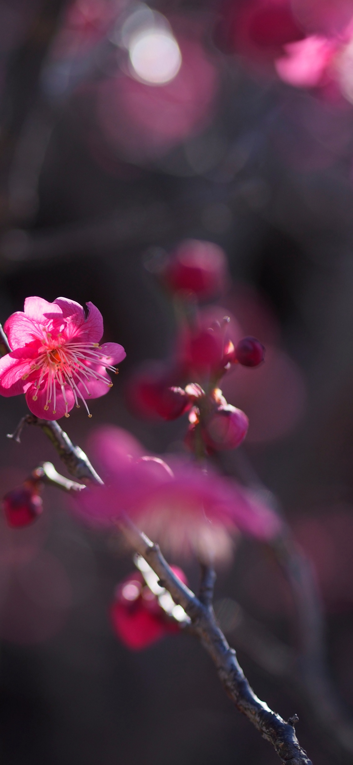 Flor de Cerezo Rosa en Flor Durante el Día. Wallpaper in 1125x2436 Resolution