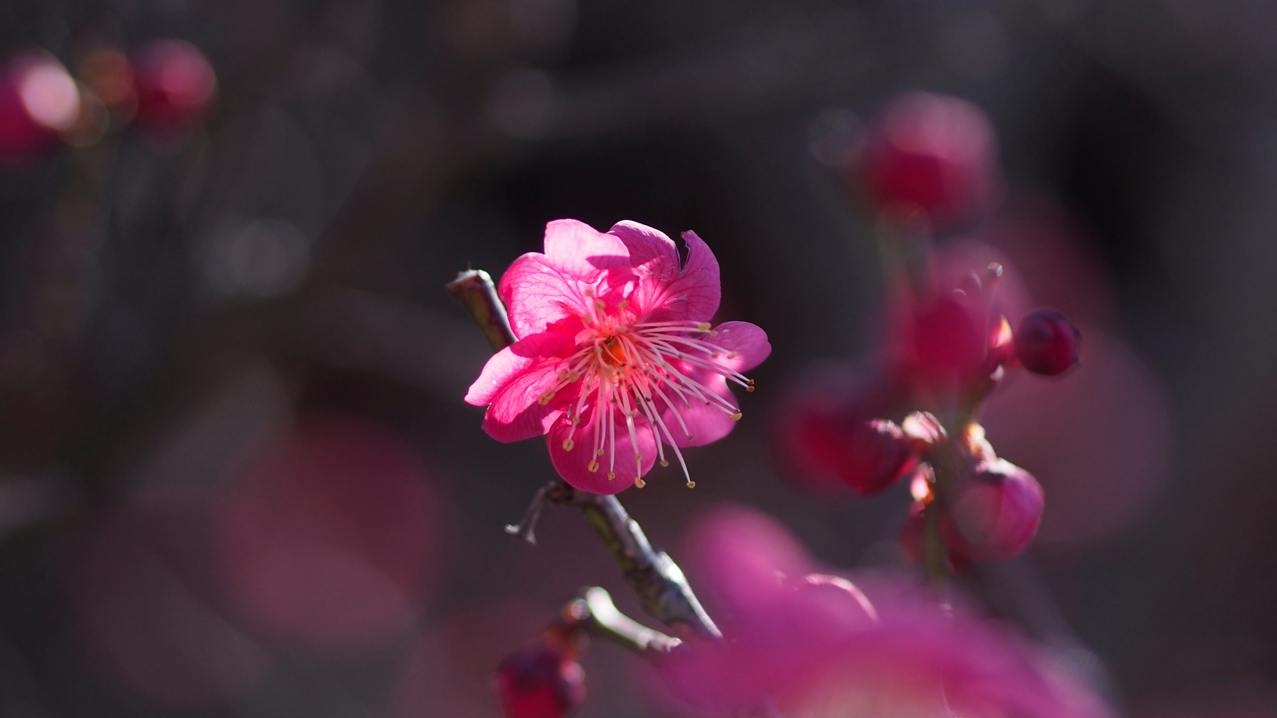 Tagsüber Blüht Rosa Kirschblüte. Wallpaper in 2560x1440 Resolution