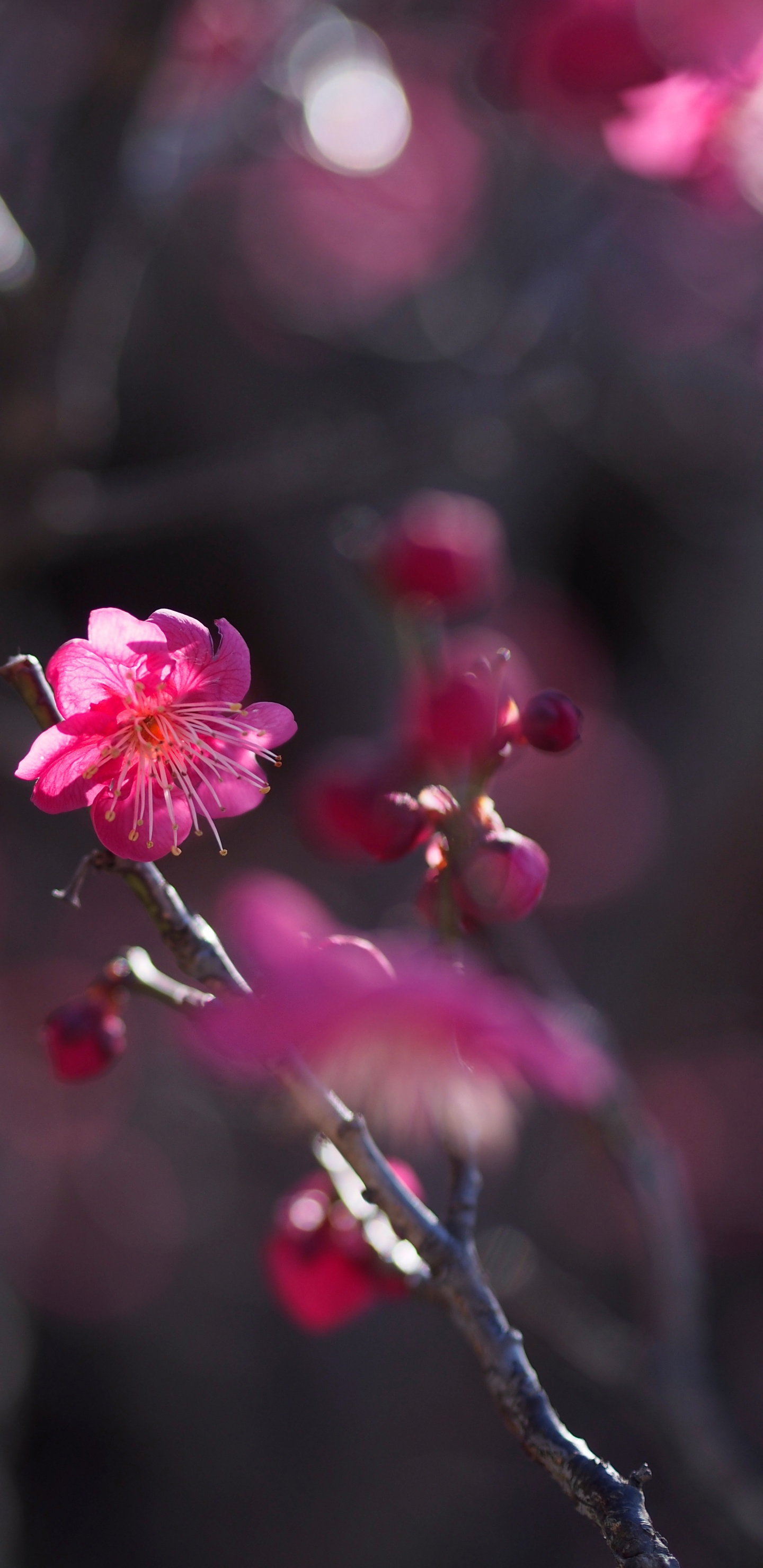 Pink Cherry Blossom in Bloom During Daytime. Wallpaper in 1440x2960 Resolution