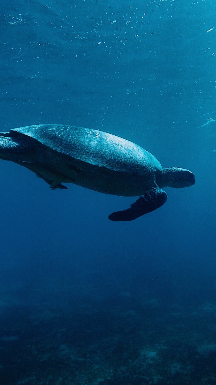 Pez Gris y Negro en el Agua. Wallpaper in 750x1334 Resolution