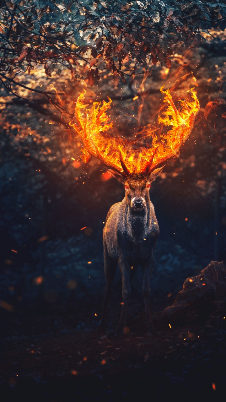 Hirsch, Menschen in Der Natur, Feuer, Hitze, Kunst. Wallpaper in 720x1280 Resolution