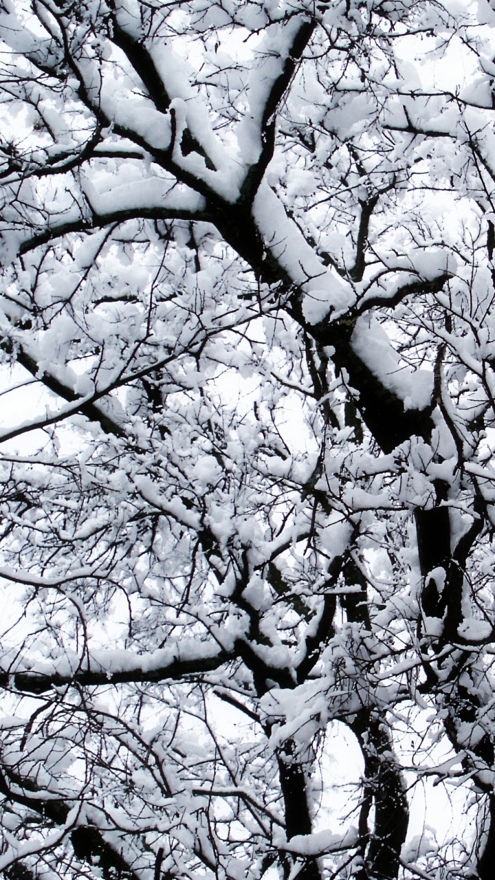 Arbre Blanc et Noir Pendant la Journée. Wallpaper in 720x1280 Resolution