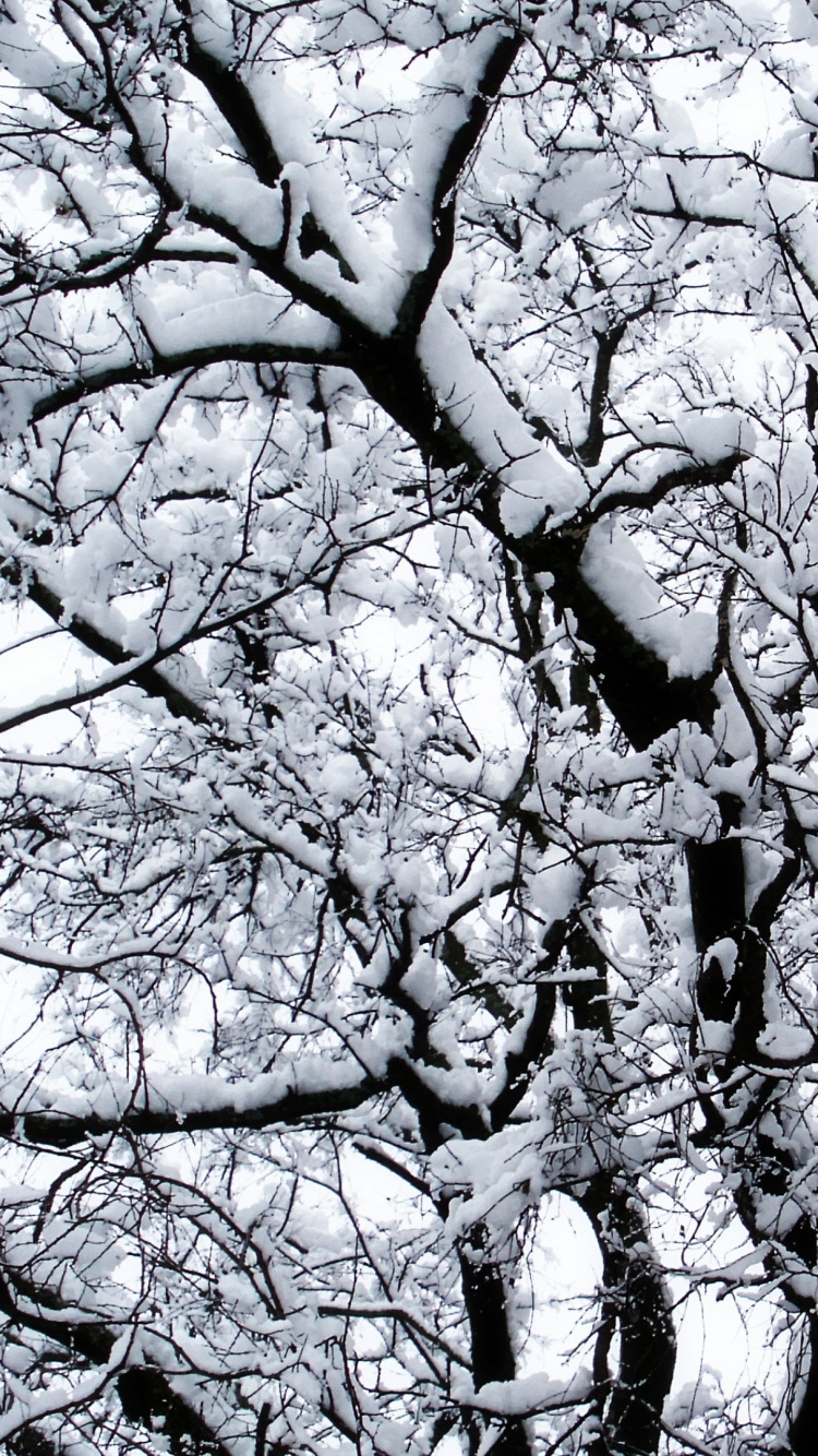 Arbre Blanc et Noir Pendant la Journée. Wallpaper in 750x1334 Resolution